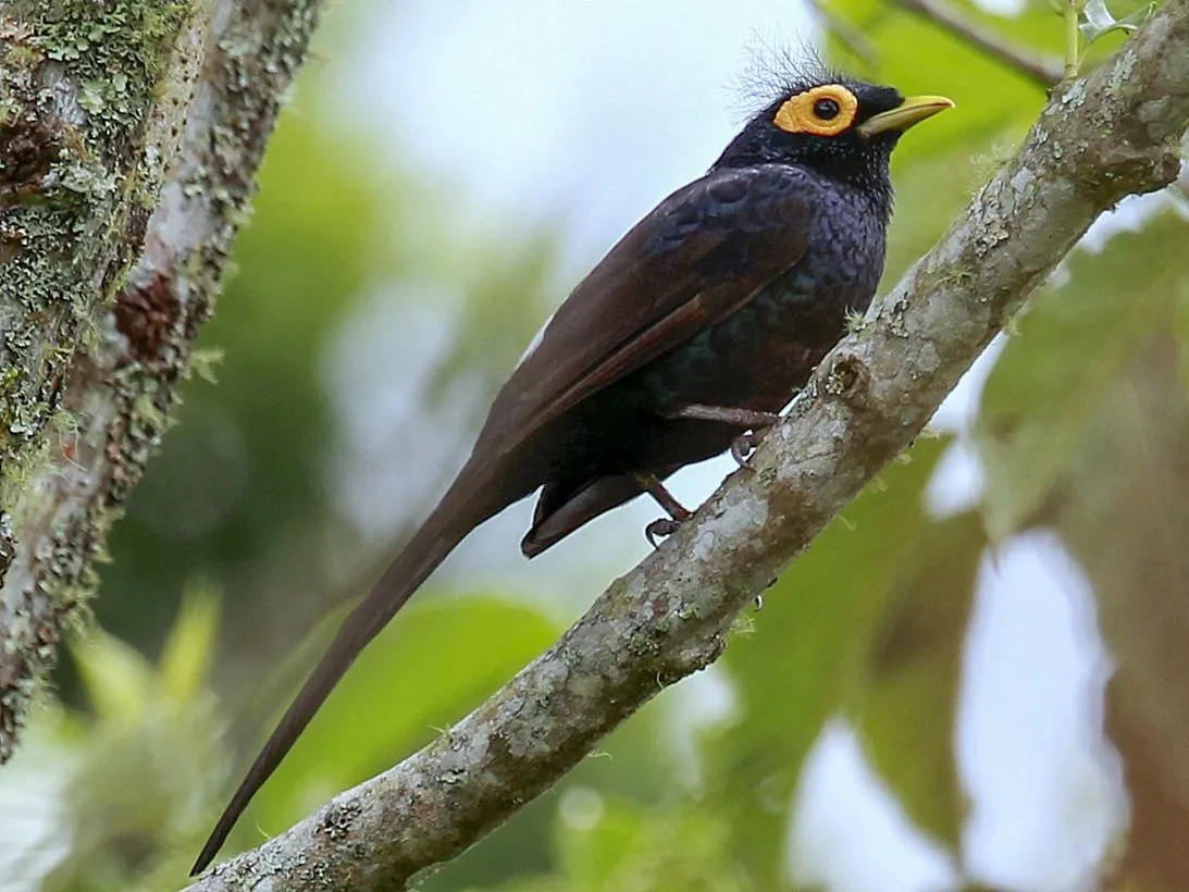 Apo Myna (Goodfellowia miranda)