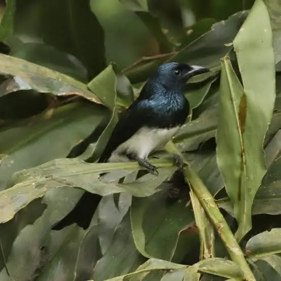 Balicassiao (Dicrurus balicassius)