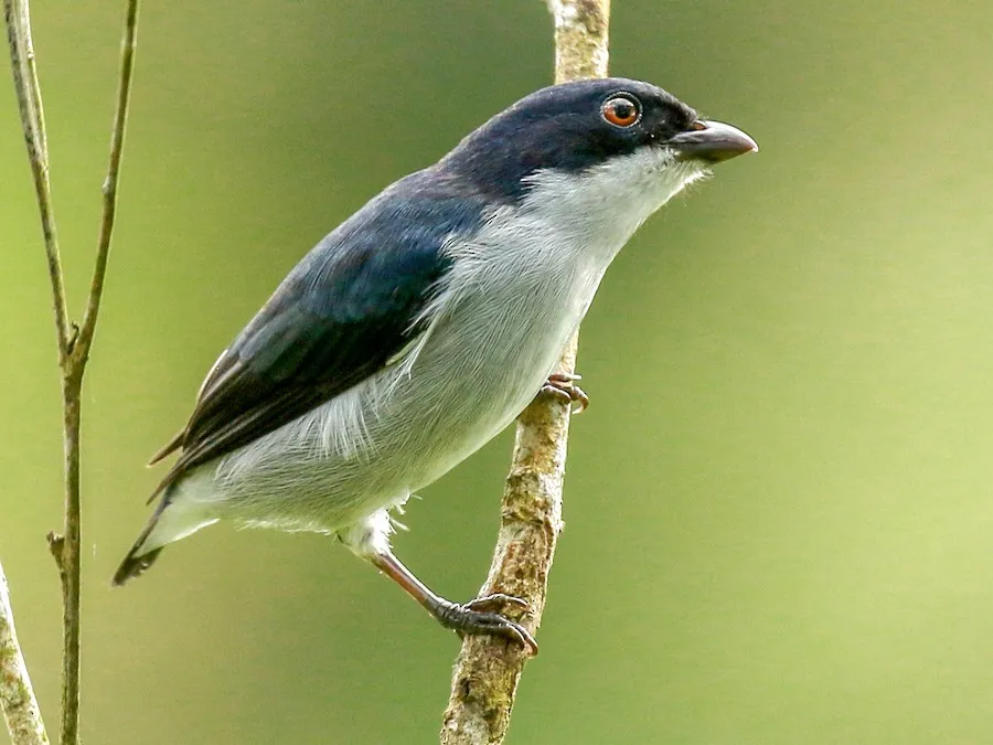 Bicolored Flowerpecker (Dicaeum bicolor)