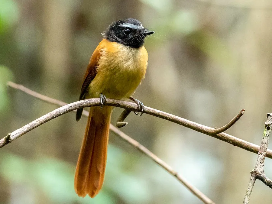Black-and-cinnamon Fantail (Rhipidura nigrocinnamomea)