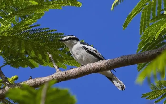 Black-and-white Triller (Lalage melanoleuca)