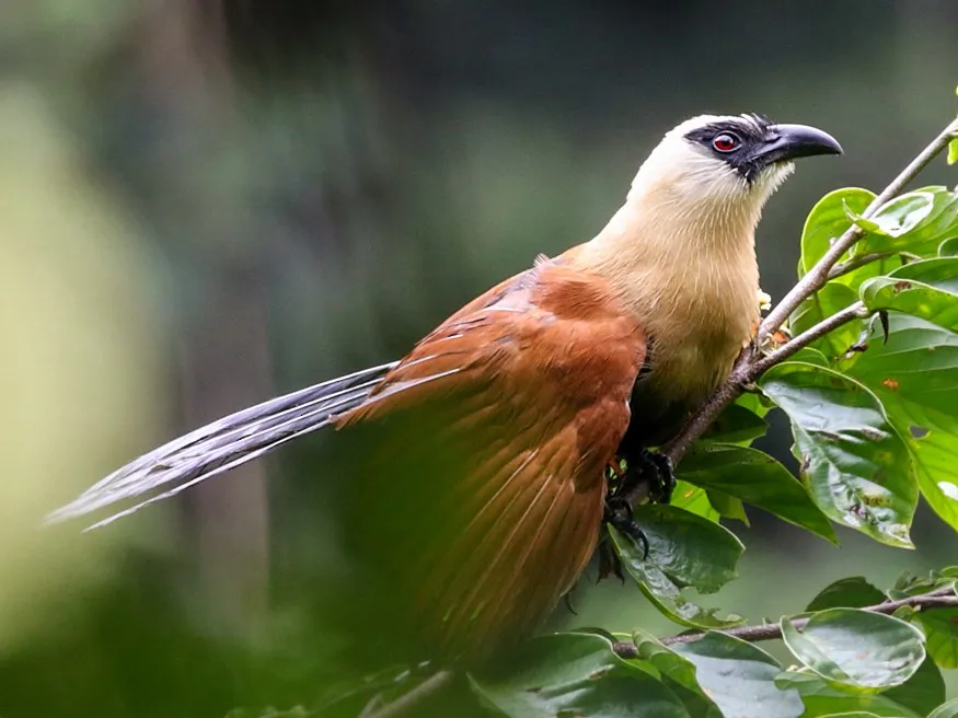 Black-faced Coucal (Centropus melanops)