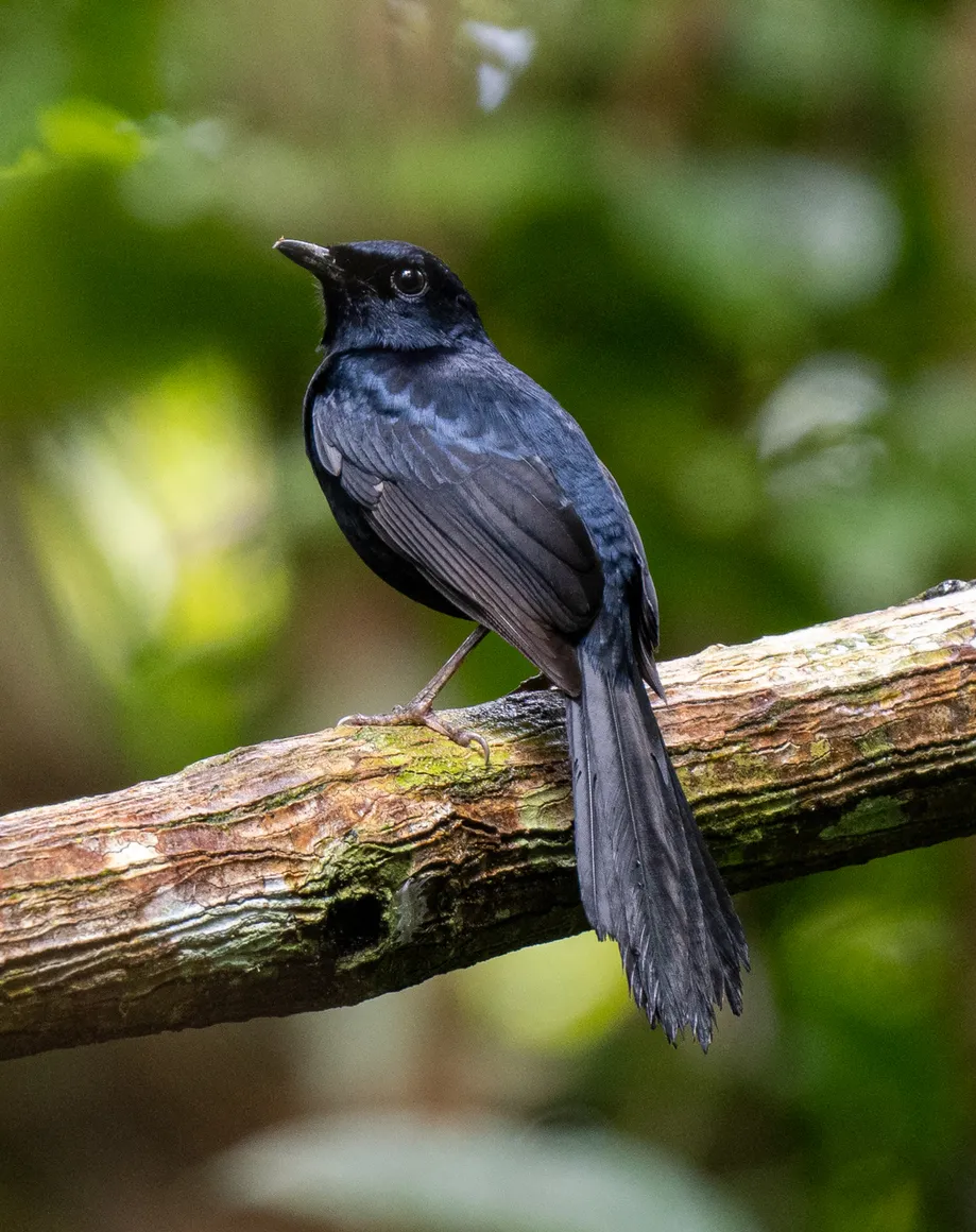 Black Shama (Copsychus cebuensis)