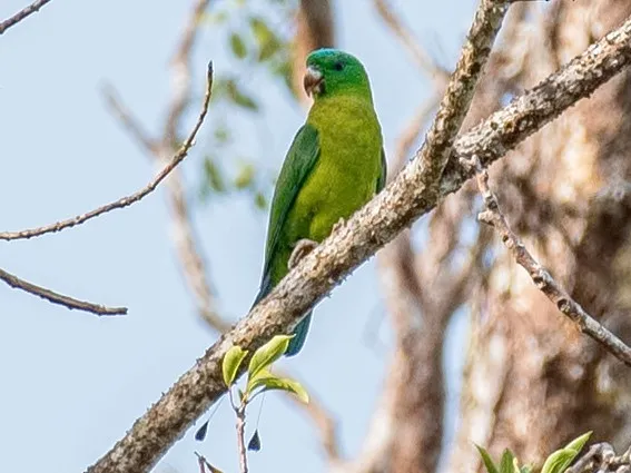 Blue-crowned Racquet-tail (Prioniturus discurus)