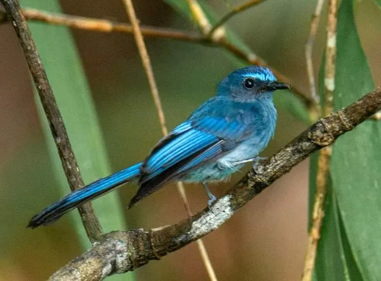 Blue Fantail (Rhipidura superciliaris)