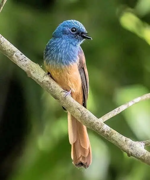 Blue-headed Fantail (Rhipidura cyaniceps)