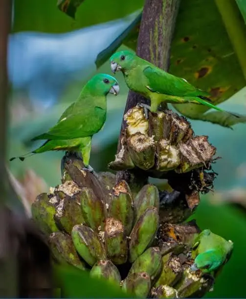 Blue-headed Racquet-tail (Prioniturus platenae)