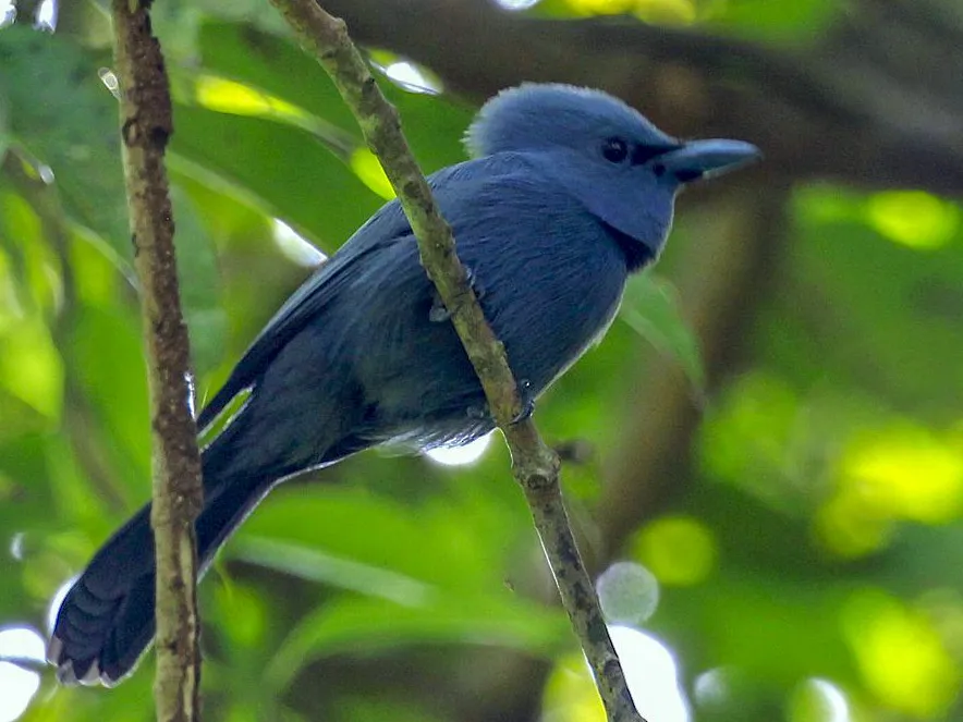 Blue Paradise-Flycatcher (Terpsiphone cyanescens)
