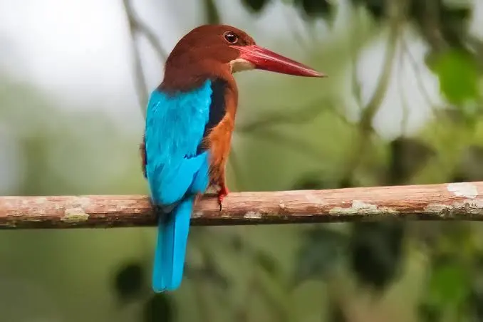 Brown-breasted Kingfisher (Halcyon gularis)