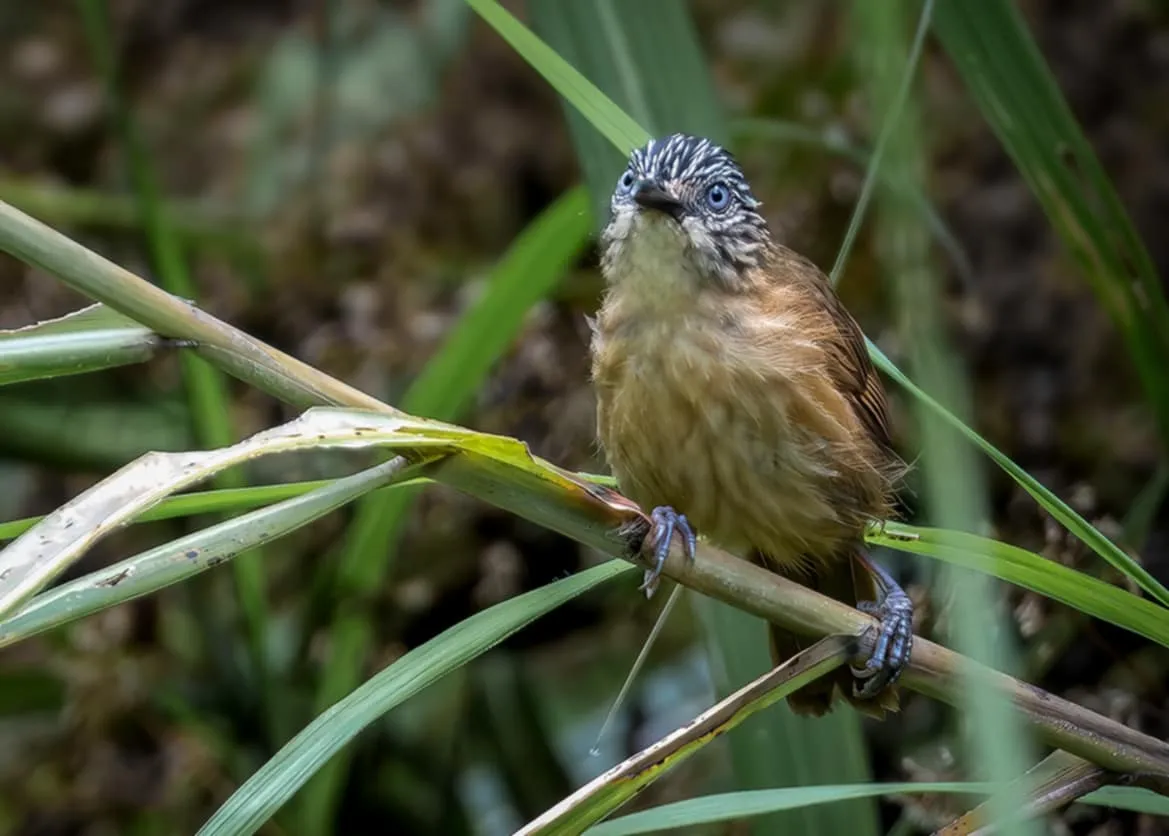 Brown Tit-Babbler (Macronus striaticeps)