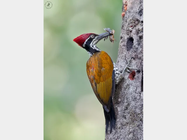 Buff-spotted Flameback (Chrysocolaptes lucidus)