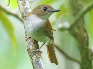Chestnut-tailed Jungle-Flycatcher (Cyornis ruficauda)