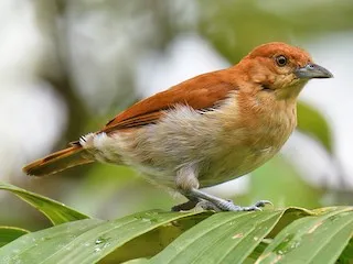 Cinnamon White-eye (Hypocryptadius cinnamomeus)