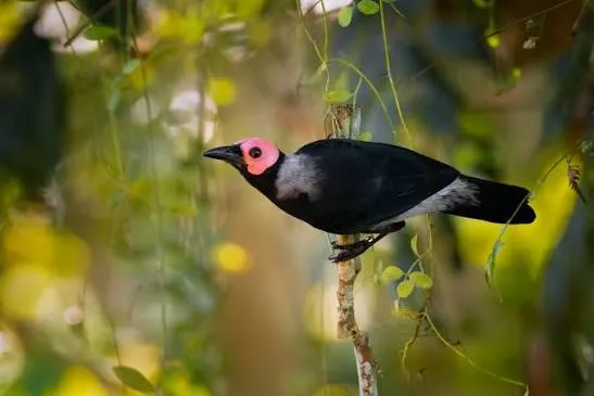 Coleto (Sarcops calvus)