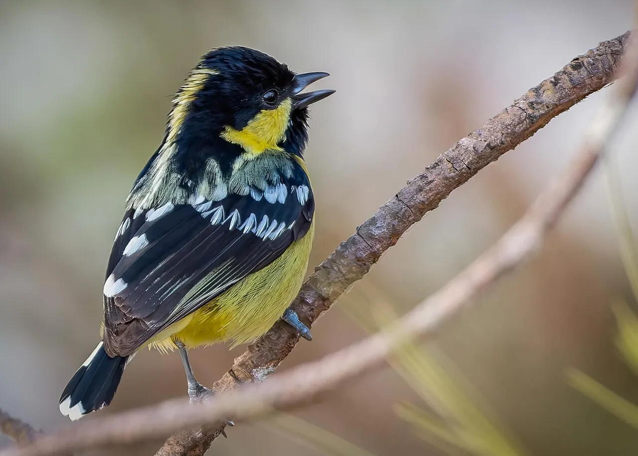 Elegant Tit (Pardaliparus elegans)