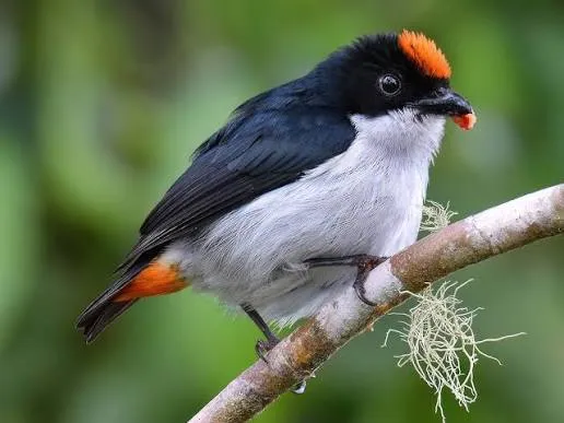 Flame-crowned Flowerpecker (Dicaeum anthonyi)