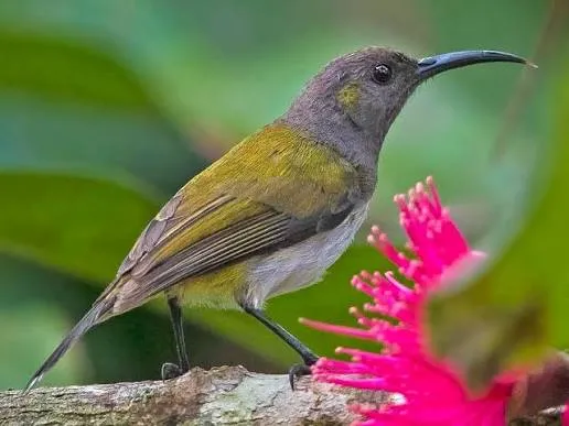 Gray-hooded Sunbird (Aethopyga primigenia)