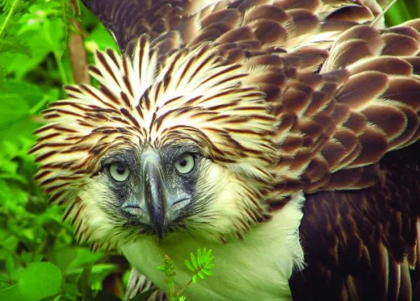 Great Philippine Eagle (Pithecophaga jefferyi), the national bird, showing its shaggy crest and massive bill