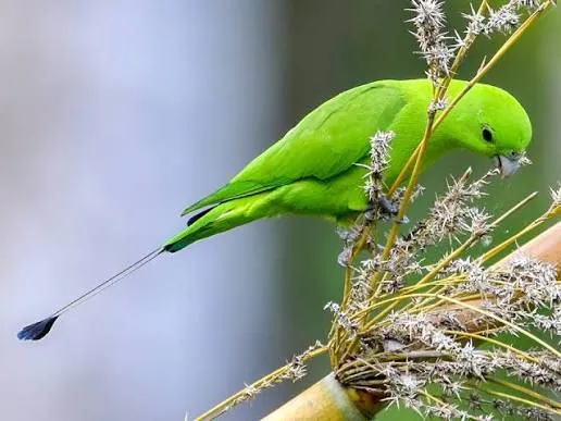 Green Racquet-tail (Prioniturus luconensis)