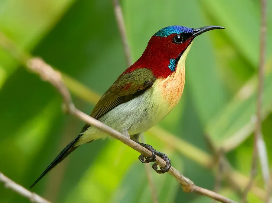 Lovely Sunbird (Aethopyga shelleyi)