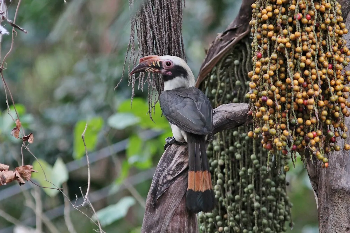 Luzon Hornbill (Penelopides manillae)