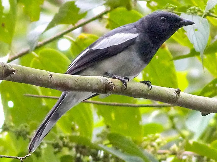 McGregor's Cuckooshrike (Malindangia mcgregori)