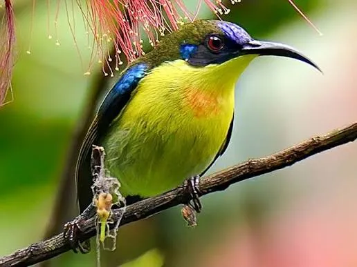 Metallic-winged Sunbird (Aethopyga pulcherrima)