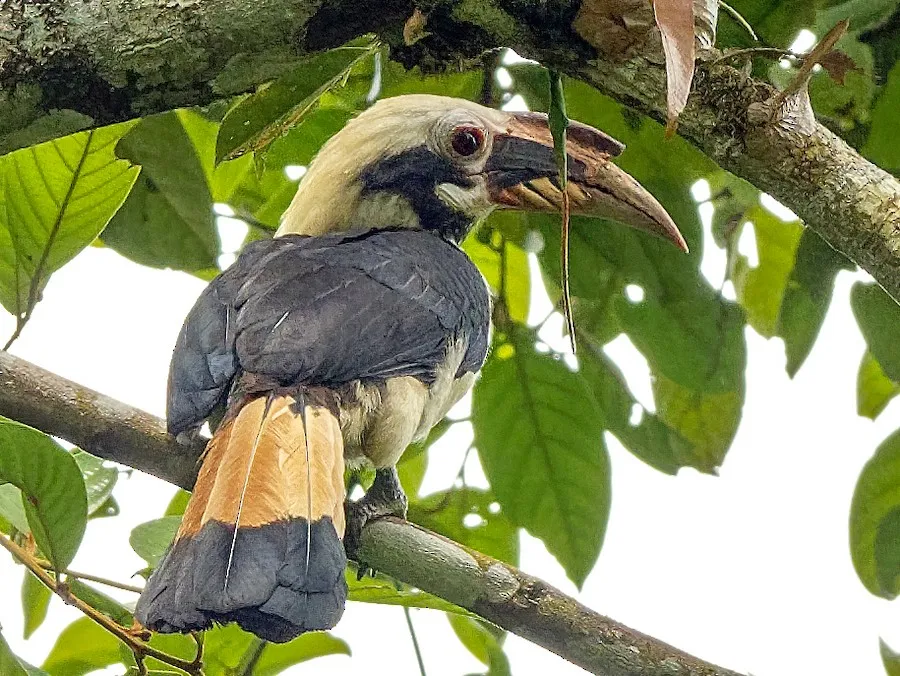 Mindanao Hornbill (Penelopides affinis)