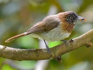 Mindanao Pygmy-Babbler (Dasycrotapha plateni)