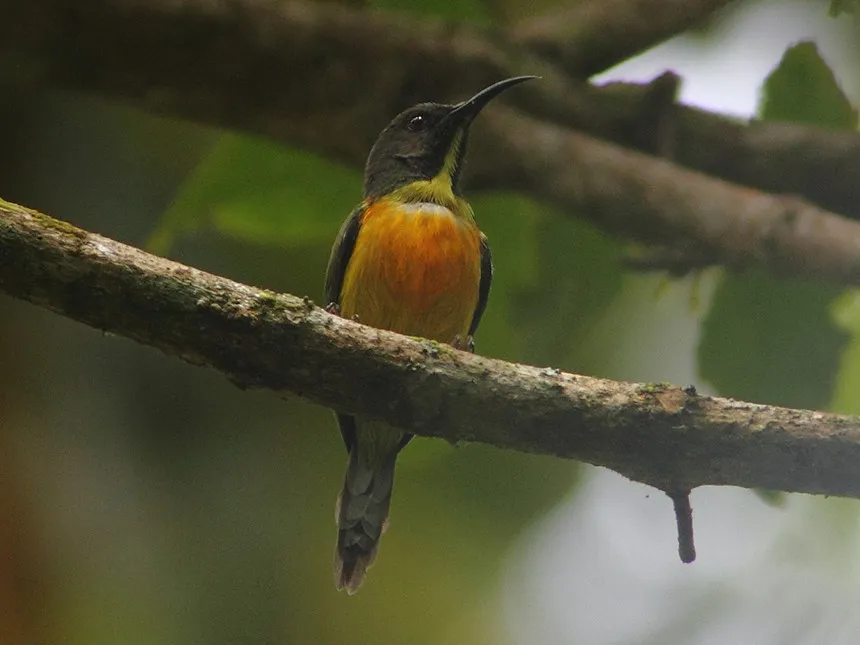 Mount Apo Sunbird (Aethopyga boltoni)