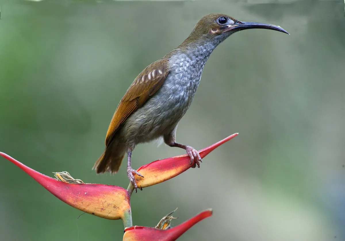 Naked-faced Spiderhunter (Arachnothera clarae)