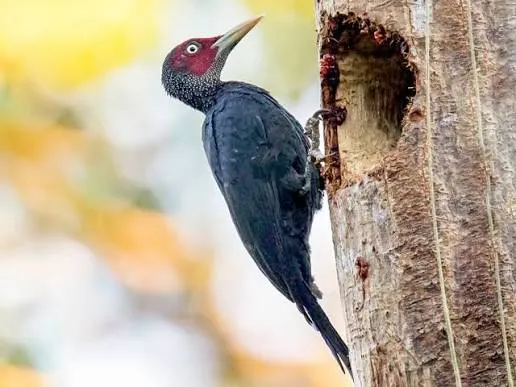Northern Sooty-Woodpecker (Mulleripicus funebris)
