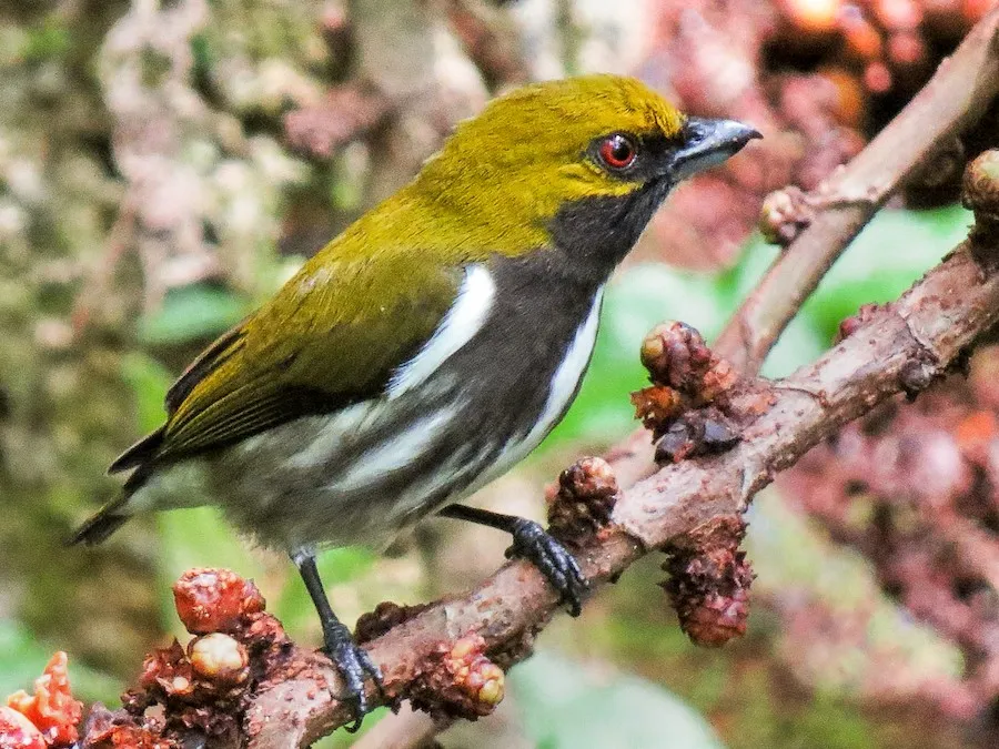Olive-backed Flowerpecker (Prionochilus olivaceus)