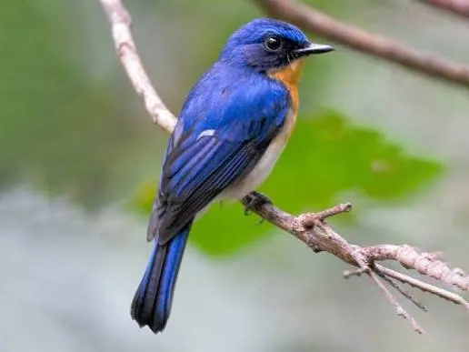 Palawan Blue-Flycatcher (Cyornis lemprieri)