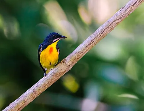 Palawan Flowerpecker (Prionochilus plateni)