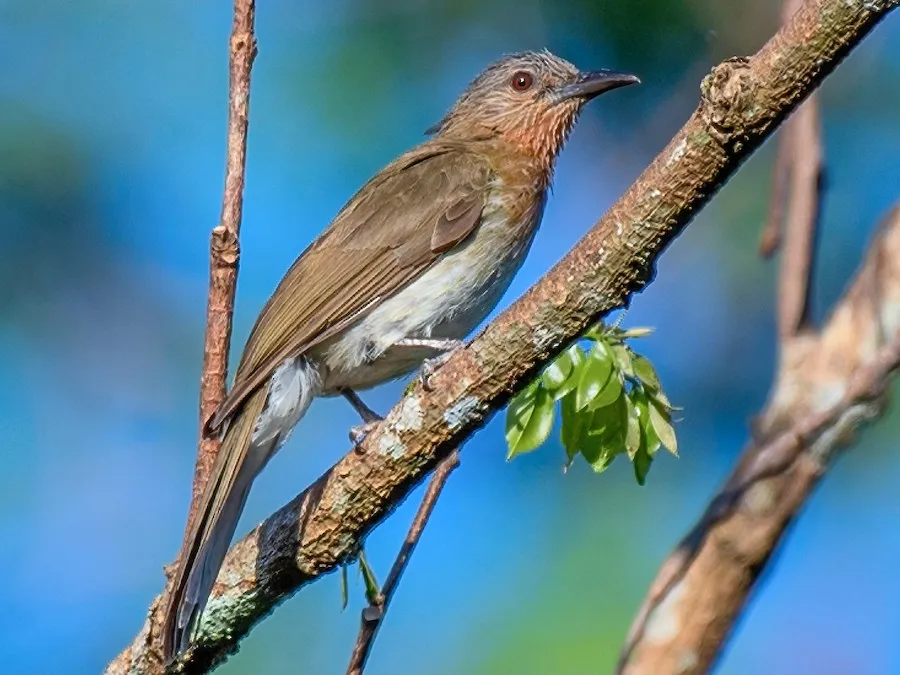 Philippine Bulbul (Hypsipetes philippinus)