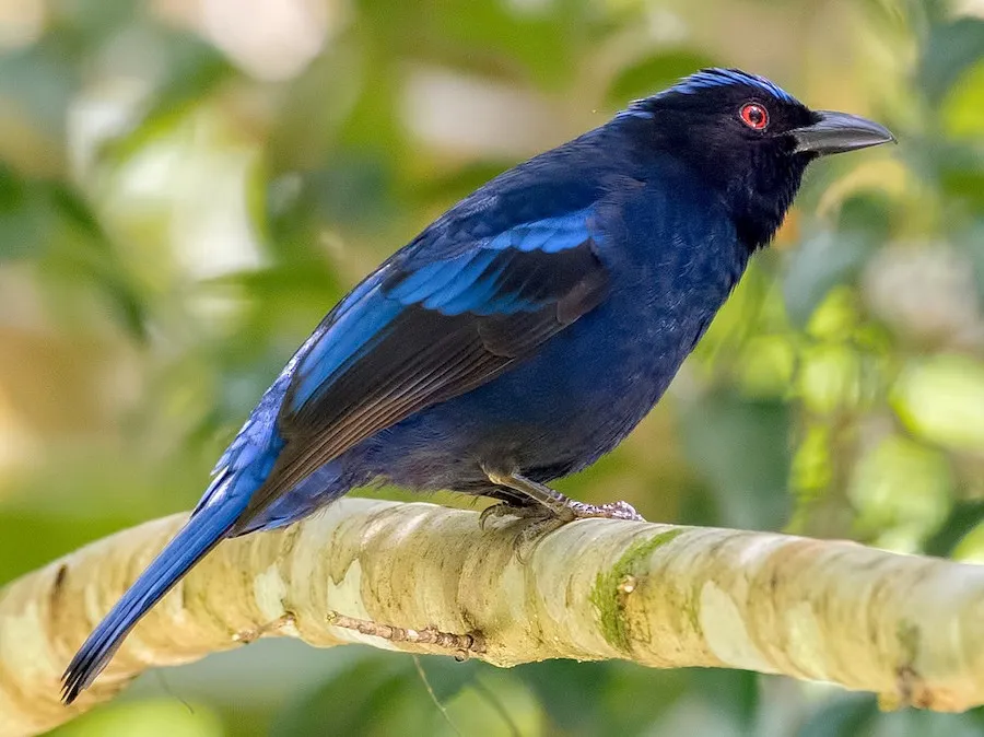 Philippine Fairy-bluebird (Irena cyanogastra)