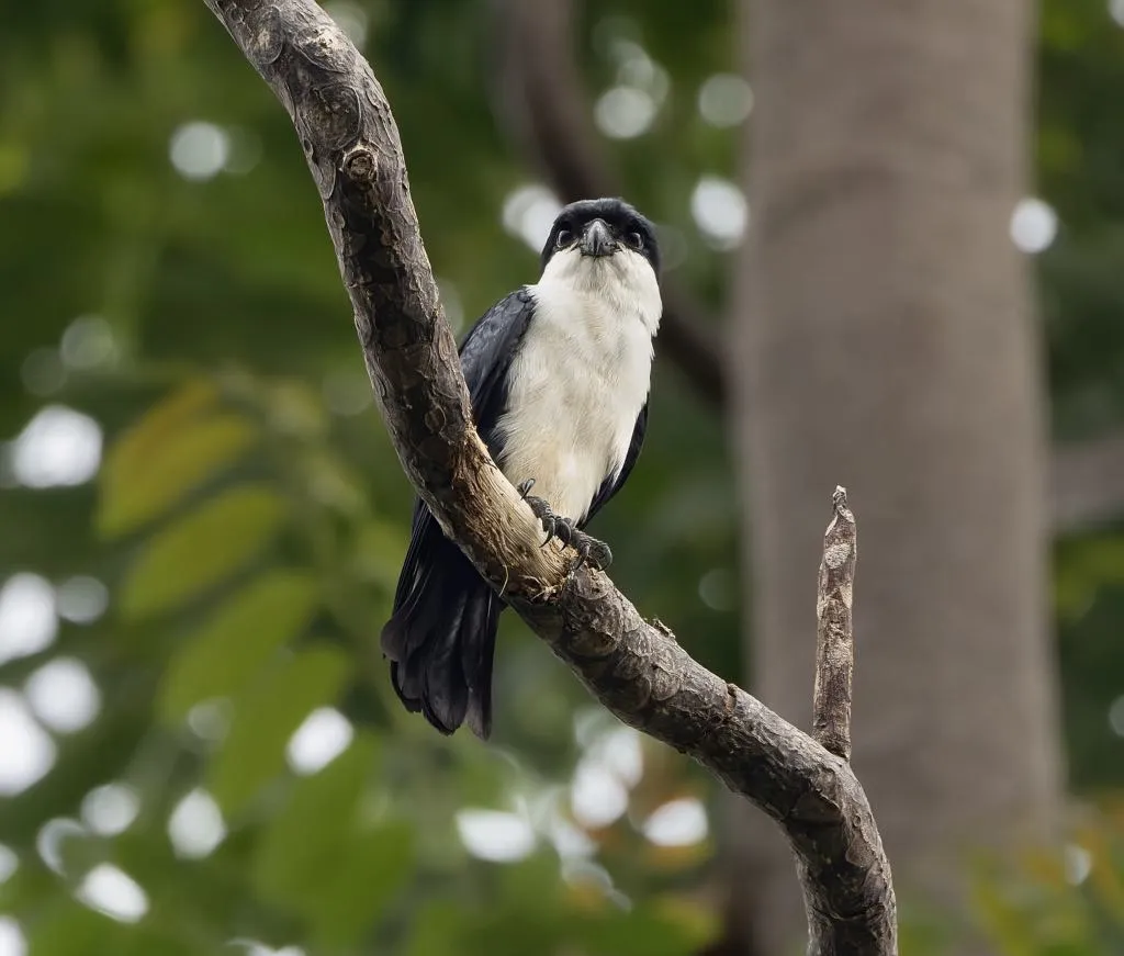 Philippine Falconet (Microhierax erythrogenys)
