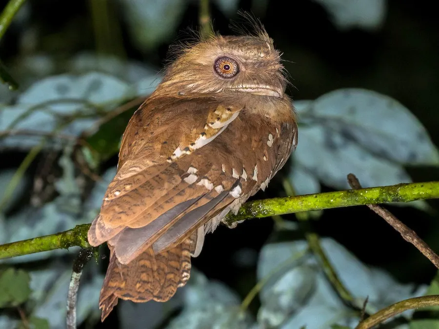 Philippine Frogmouth (Batrachostomus septimus)