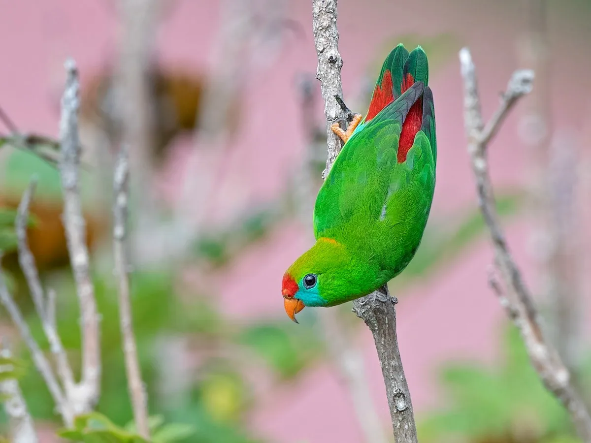Philippine Hanging-Parrot (Loriculus philippensis)