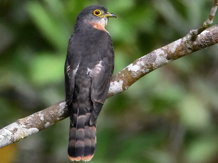 Philippine Hawk-Cuckoo (Hierococcyx pectoralis)