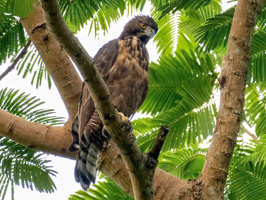 Philippine Hawk-Eagle (Nisaetus philippensis)