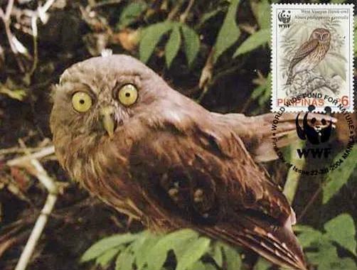 Philippine Hawk-Owl (Ninox philippensis)