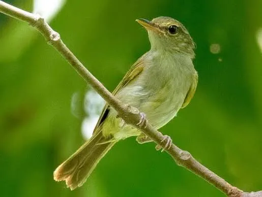 Philippine Leaf-Warbler (Phylloscopus olivaceus)