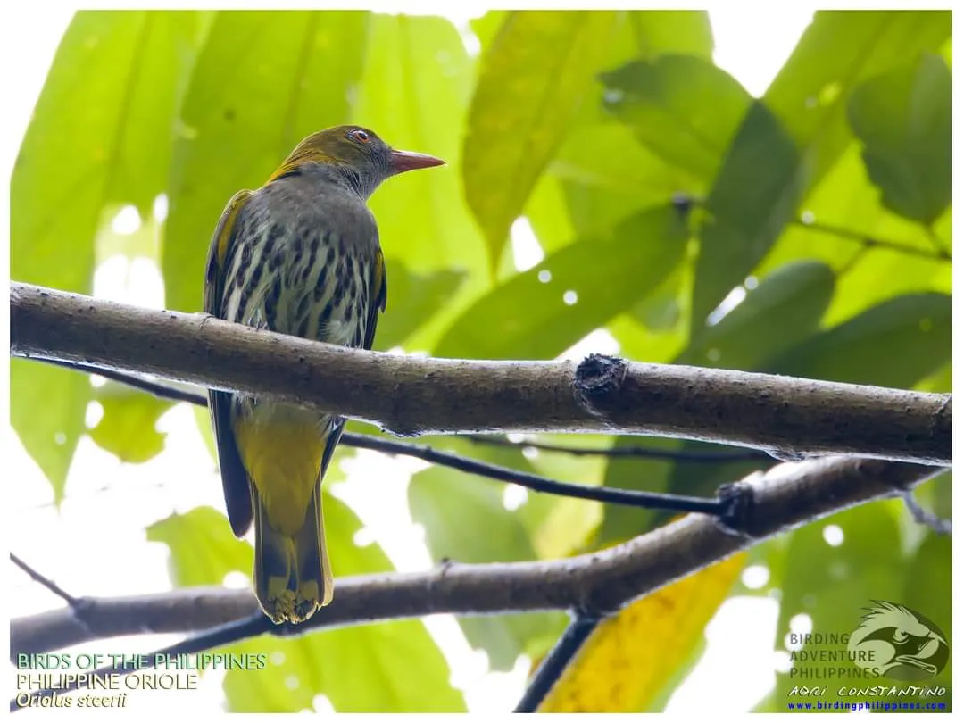 Philippine Oriole (Oriolus steerii)
