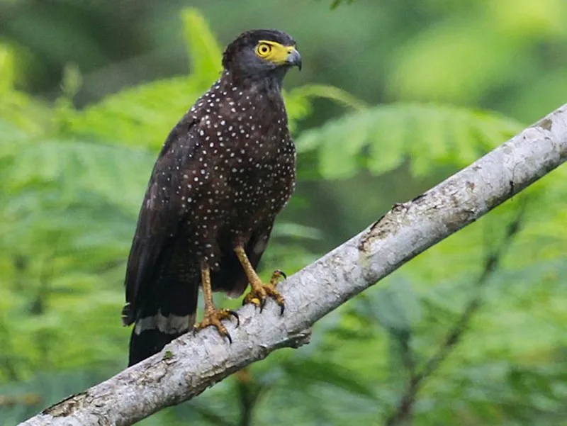 Philippine Serpent-Eagle (Spilornis holospilus)