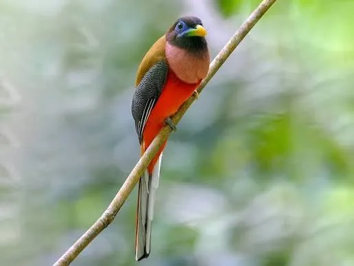 Philippine Trogon (Harpactes ardens)