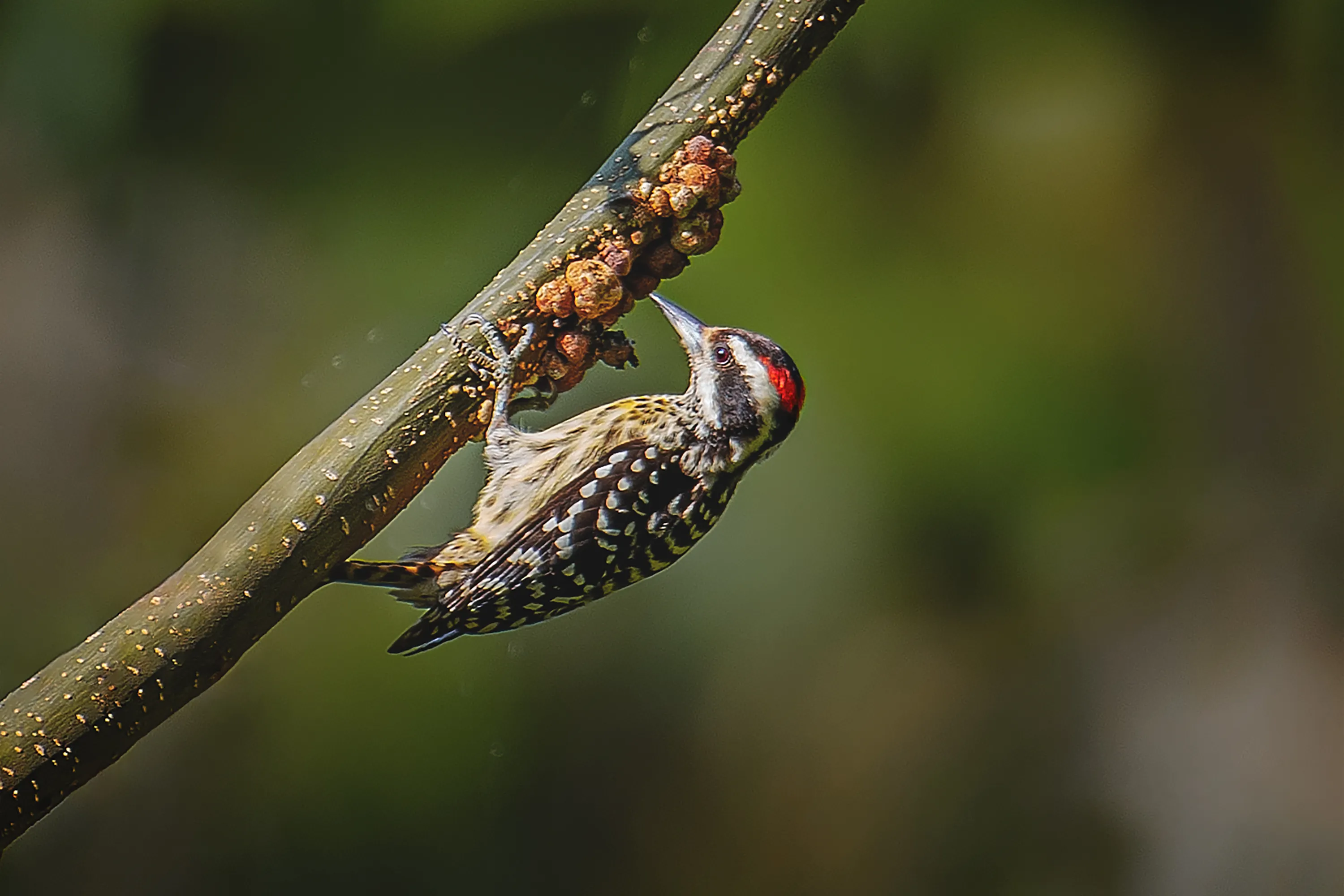 Philippine Woodpecker (Yungipicus maculatus)