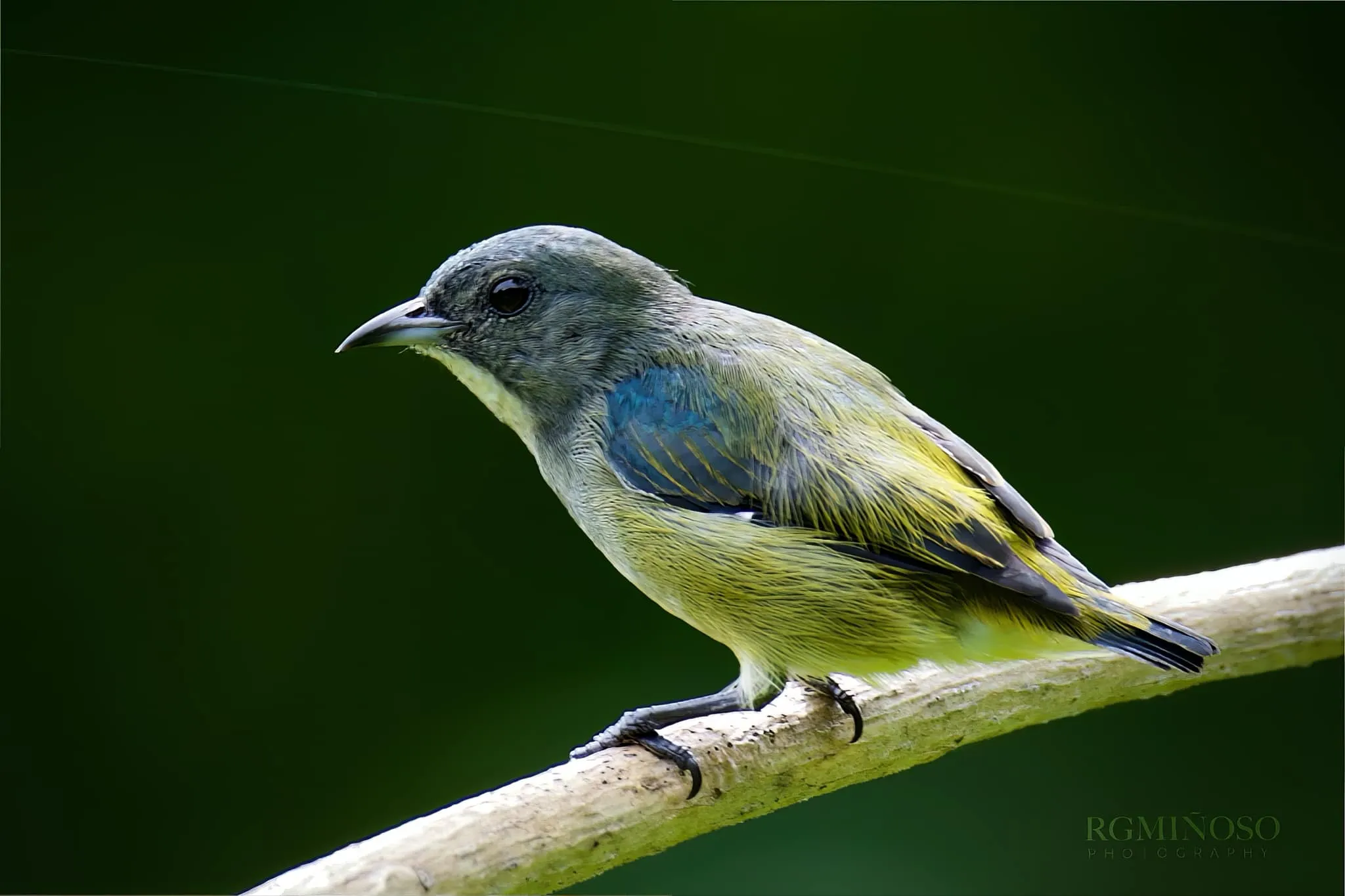 Pygmy Flowerpecker (Dicaeum pygmaeum)