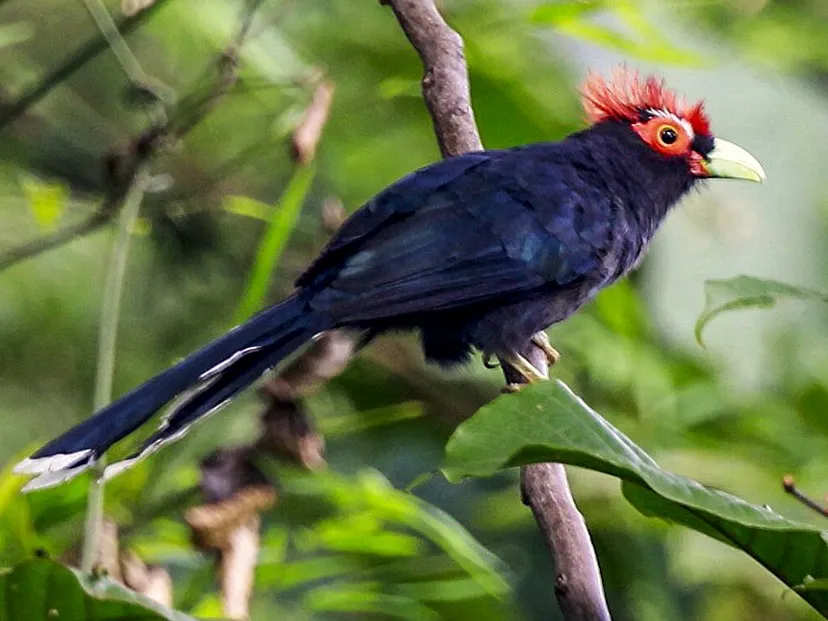 Red-crested Malkoha (Dasylophus superciliosus)